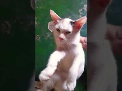mara cute LiLi 🐱🐱🐱🐈🐈🐈 #shorts #shortsfeed #viral #cat #catvideo #lili.