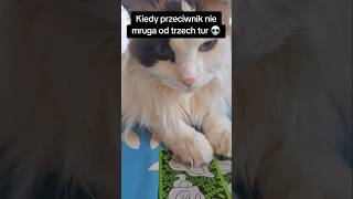 Oops, chyba przegrałem... #pokemony #pokemon #pokemonkarty #pokemoncards #pokemontcg #kot #cat #cats