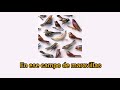 Kishi Bashi - Marigolds (Subtitulado en Español)