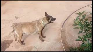 يوميات ليندا الجميلة