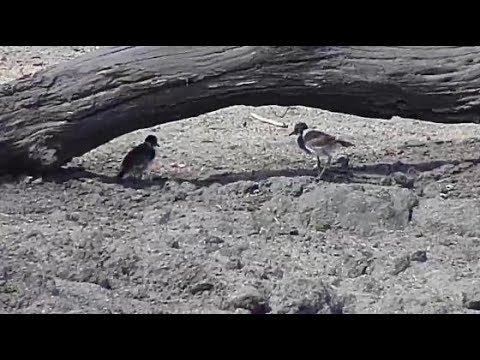 Djuma: Two Blacksmith Lapwing chicks - 10/30/19
