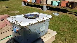 Yellow jacket problem? Here is the cure. beekeeping