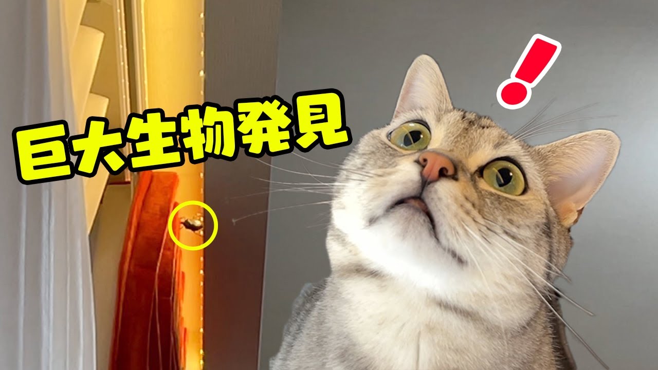 家に帰ると猫セキュリティが絶賛稼働中でした