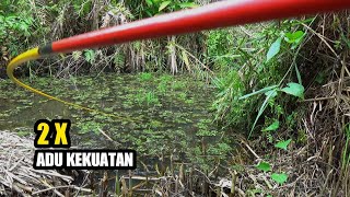 Download lagu Ledakan bertubi²....!! Mancing ikan di rawa hutan Lampung. #rp-50 mp3