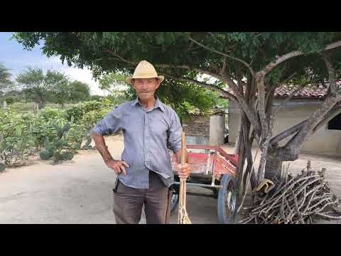 Uncle Zé Felipe shows his productive farm and his adobe house in the interior of Bahia.