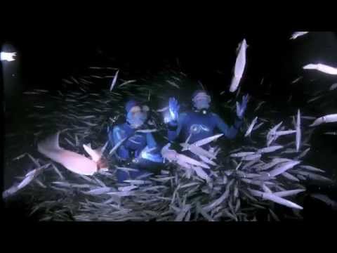 download lagu mp3 mp4 Jean Michel Cousteaus Secret Ocean, download lagu Jean Michel Cousteaus Secret Ocean gratis, unduh video klip Jean Michel Cousteaus Secret Ocean