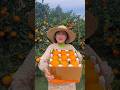Rural Farming Life And Harvesting Orange Fruit So Fresh Enjoy Fruit Orange