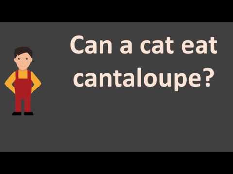 download lagu mp3 mp4 Can Cats Eat Cantaloupe, download lagu Can Cats Eat Cantaloupe gratis, unduh video klip Can Cats Eat Cantaloupe