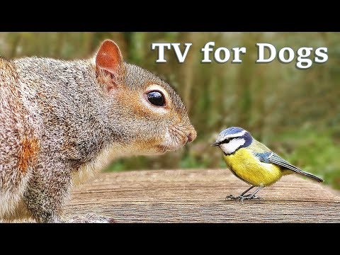 The Ultimate Video for Dogs : TV for Dogs - Fun in The Forest ✅