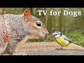 The Ultimate Video for Dogs : TV for Dogs - Fun in The Forest ✅