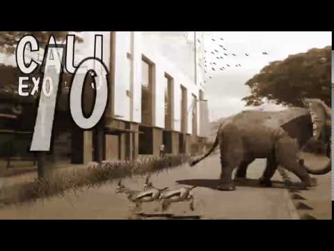 CALI EXOTICO | JUAN DAVID GUTIERREZ | DIURNA-AFV