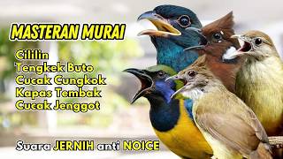 Download lagu Masteran Murai Tembakan Tengkek, Cililin, Cucak Cungkok, Kapas Tembak, Cucak Jenggot mp3