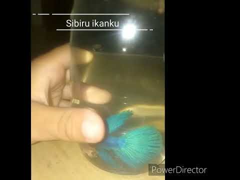Si Biru Ikanku ~ Ismail, Rudayna & Abi