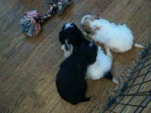 buttercup09062017m1m2f3 on 9 2 2017