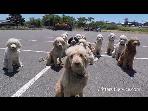 Pack Introductions — Critters4Service