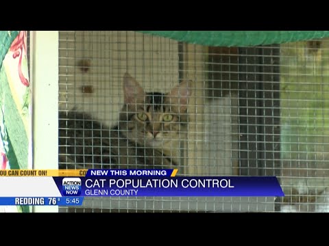 No kill sanctuary overwhelmed with 'out of control' cat population, proposal to set up low cost pet