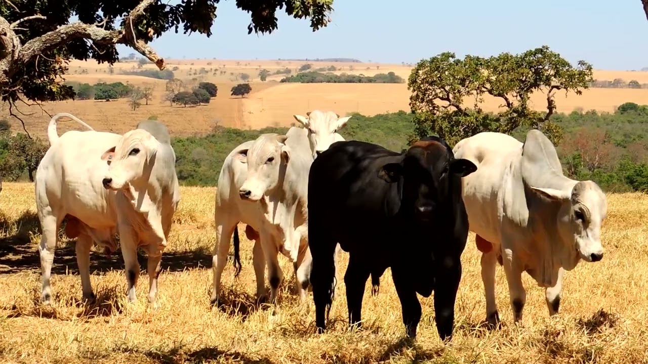 ENGORDA DE GARROTES À PASTO SEM VOLUMOSO