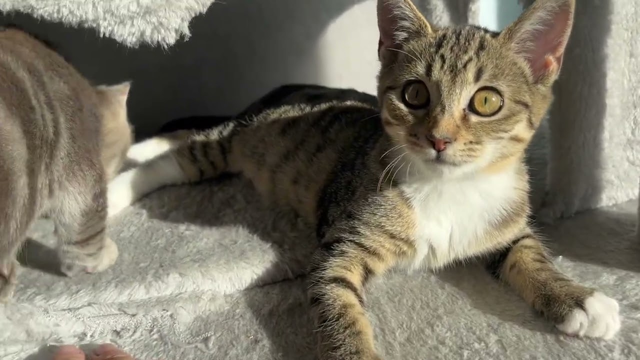 Enlarge Danny Girl, a Adoptable mixed breed in Eagle Point, OR video 1/6