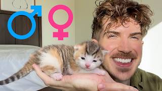 Gender Reveal Of My Newborn Rescue Kittens!