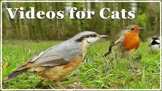 Video for Cats - Birds Extravaganza : 7 Hours with Beautiful Bird Sounds and Song