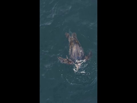 Captan a tortuga laúd comiendo medusa en Mejillones