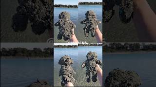 Newest Mochi funny video 😂😂😂#cocomelon #mochi #funny