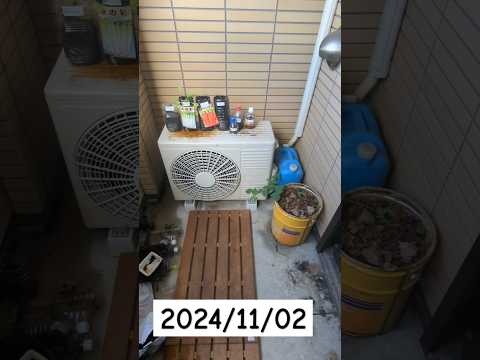 水やり、サボテン、多肉植物、DIY アイデア、小さなアレンジメント、卵の殻