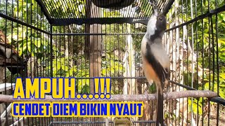 Download lagu Gak Pakai Lama Bikin Cendet Diem Seketika Agar Cep... mp3