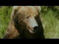 Hiker Photographs Grizzly Bear Just Before Deadly Attack