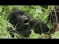 Baby Gorilla Bamboo Feast | Mountain Gorilla | BBC Earth
