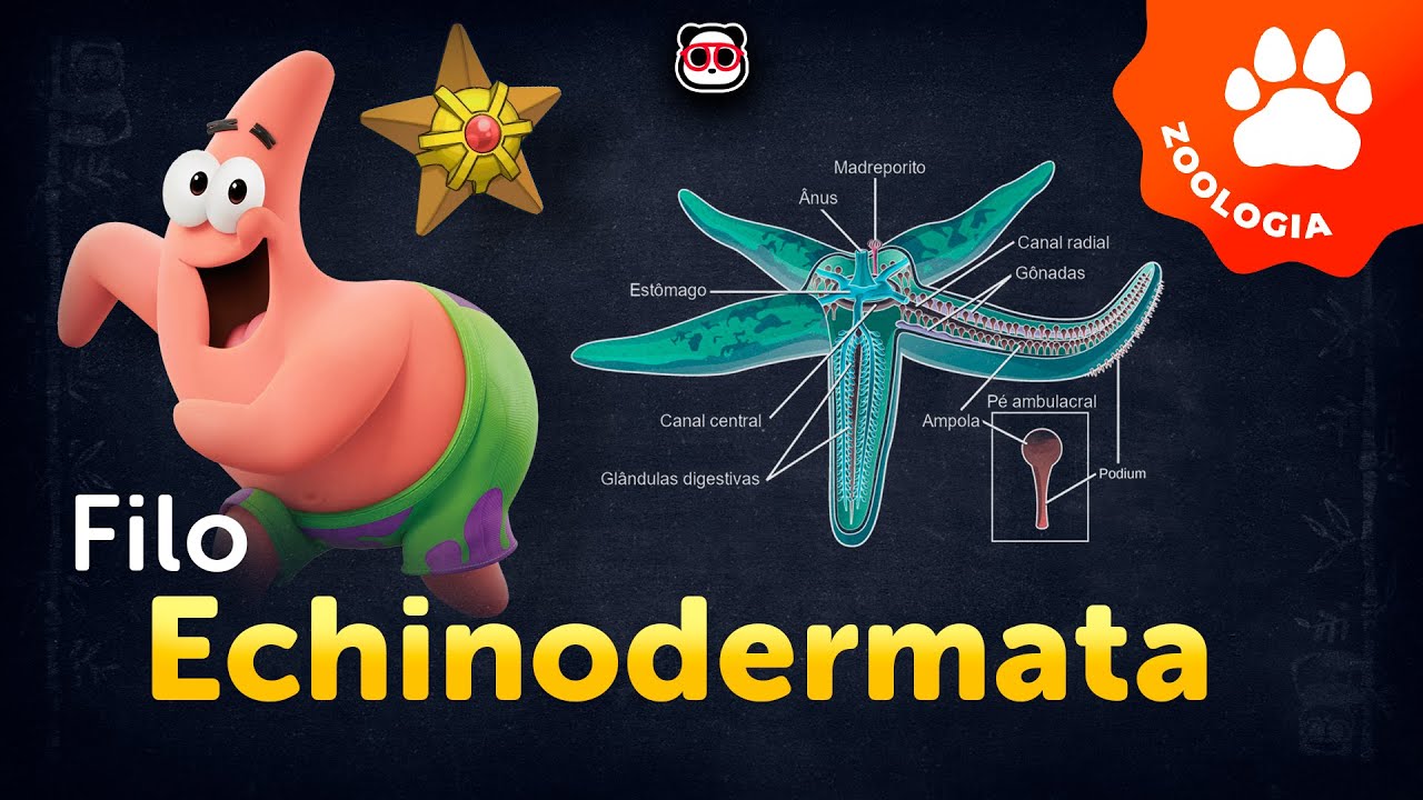 Filo Echinodermata - As estrelas-do-mar (Equinodermes)