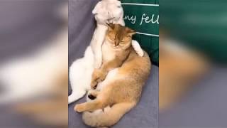Смешные Коты и Кошки До Слёз Приколы с котами 2018