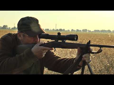 Fantastische Blattjagd in Masuren - 2 Rehböcke werden gestreckt! Fantastic roe buck hunt in the rut!