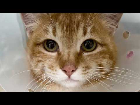 거긴 또 어떻게 올라갔어