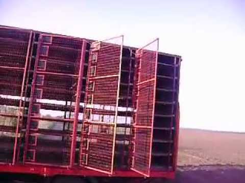 lansare sputnik 99 caracal si oltetul falcoiu 2010 palanka.