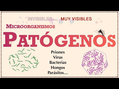 PATÓGENOS: priones, virus, bacterias, hongos, protozoos, helmintos... ¿los conoces?