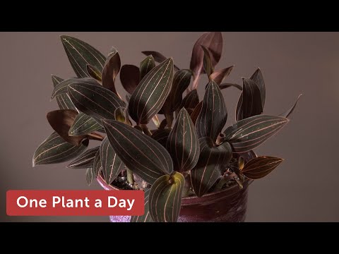 , title : 'Ludisia discolor (Jewel Orchid) Houseplant Care — 217 of 365'