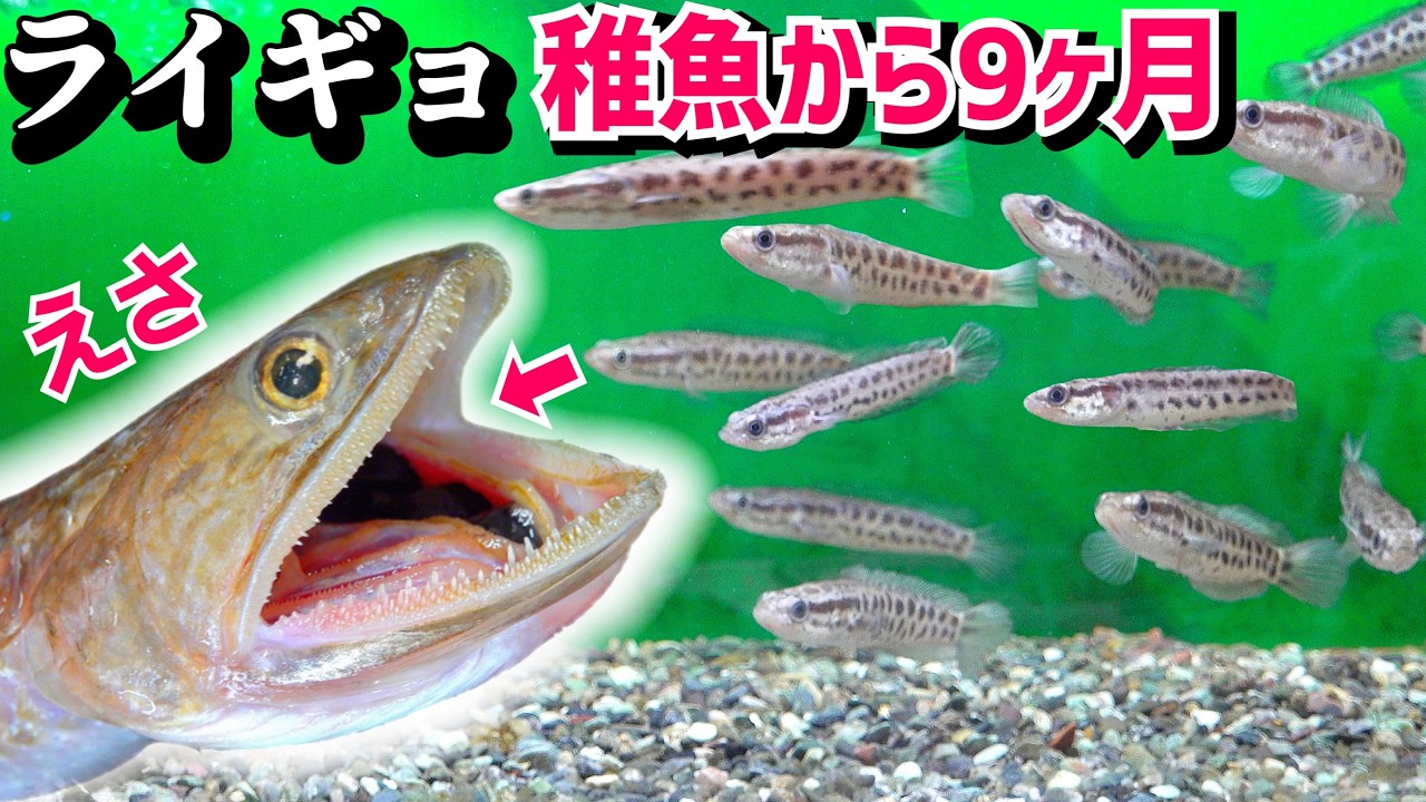 ライギョの稚魚飼育９ヶ月！釣った魚をエサにする。