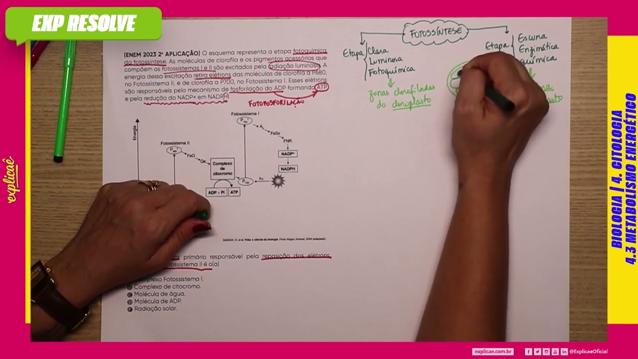 O ESQUEMA REPRESENTA A ETAPA FOTOQUÍMICA DA FOTOSSÍNTESE. AS (...) | METABOLISMO ENERGÉTICO