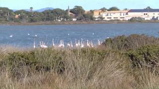 preview picture of video 'Les salins d'Hyères'