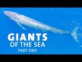 How Did Blue Whales Get So Big