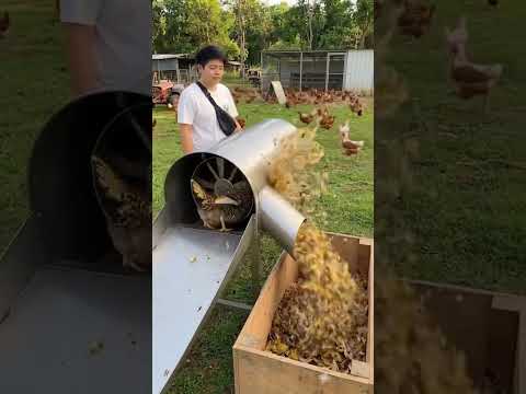 How to Remove Chicken Feathers in Seconds #viral #shorts