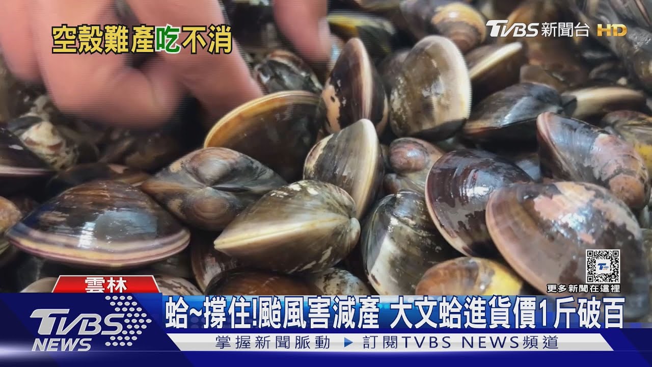 蛤~撐住!颱風害減產 大文蛤進貨價1斤破百