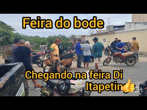 Feira do bode itapetim Pernambuco 👍🤝🤣🎉
