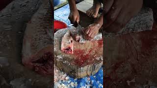Download lagu fish cutting market 72 #cuttingvideo #fishcutting #shorts mp3 Download lagu fish cutting market 72 #cuttingvideo #fishcutting #shorts mp3