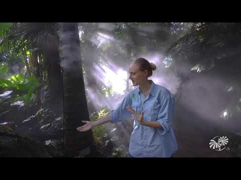 The Fairchild Rainforest