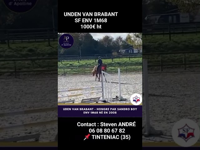 Hongre SF pour bonne maison