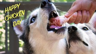 ASMR Dog Eating Raw Chicken - Funny Difference Between Male and Female Huskies
