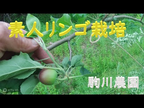 リンゴの木の夏の剪定:6月の剪定はこうなる 植物