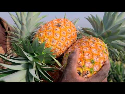 Hackathon De Solutions Digitales Pour Une Filière Ananas Performante: Enabel Pour Une Amélioration Des Performances Des Agri-Entrepreneurs Hackathon De Solutions Digitales Pour Une Filière Ananas Performante: Enabel Pour Une Amélioration Des Performances Des Agri-Entrepreneurs